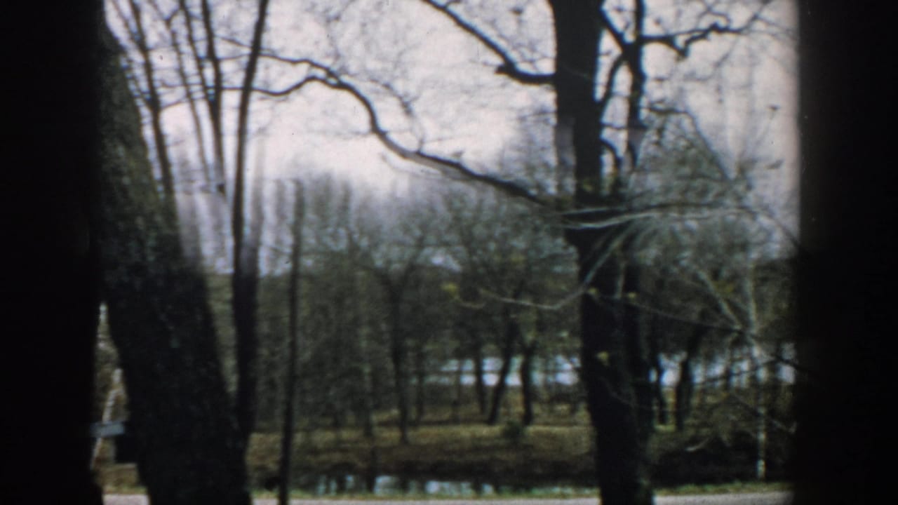 1957 Wisconsin exterior view with bare tree trunks, a house partly hidden behind them, and water beyond the yard.