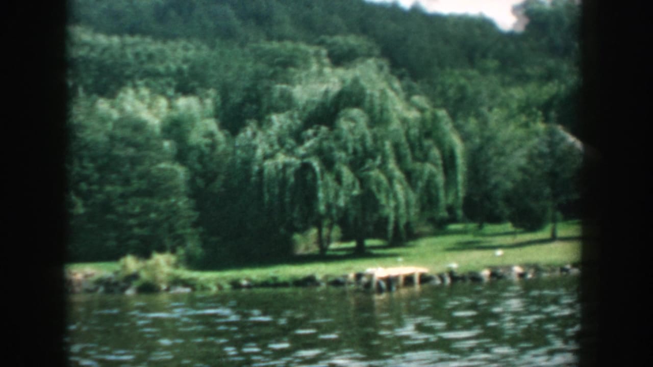Lake shoreline with willows, dense trees, grass, and a small dock at the water.