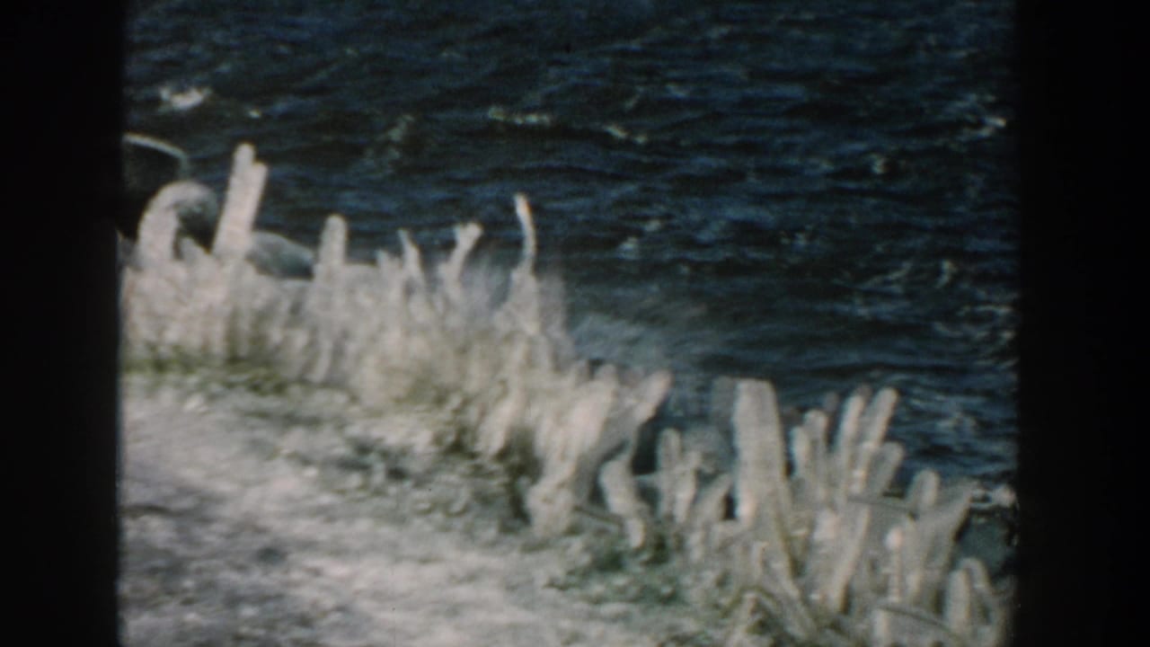 Dark water breaks against ice-covered shoreline vegetation and snowy ground.