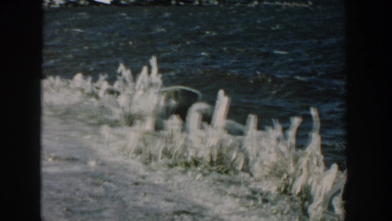 Waves splash beside ice-covered plants along a snow-lined shoreline.