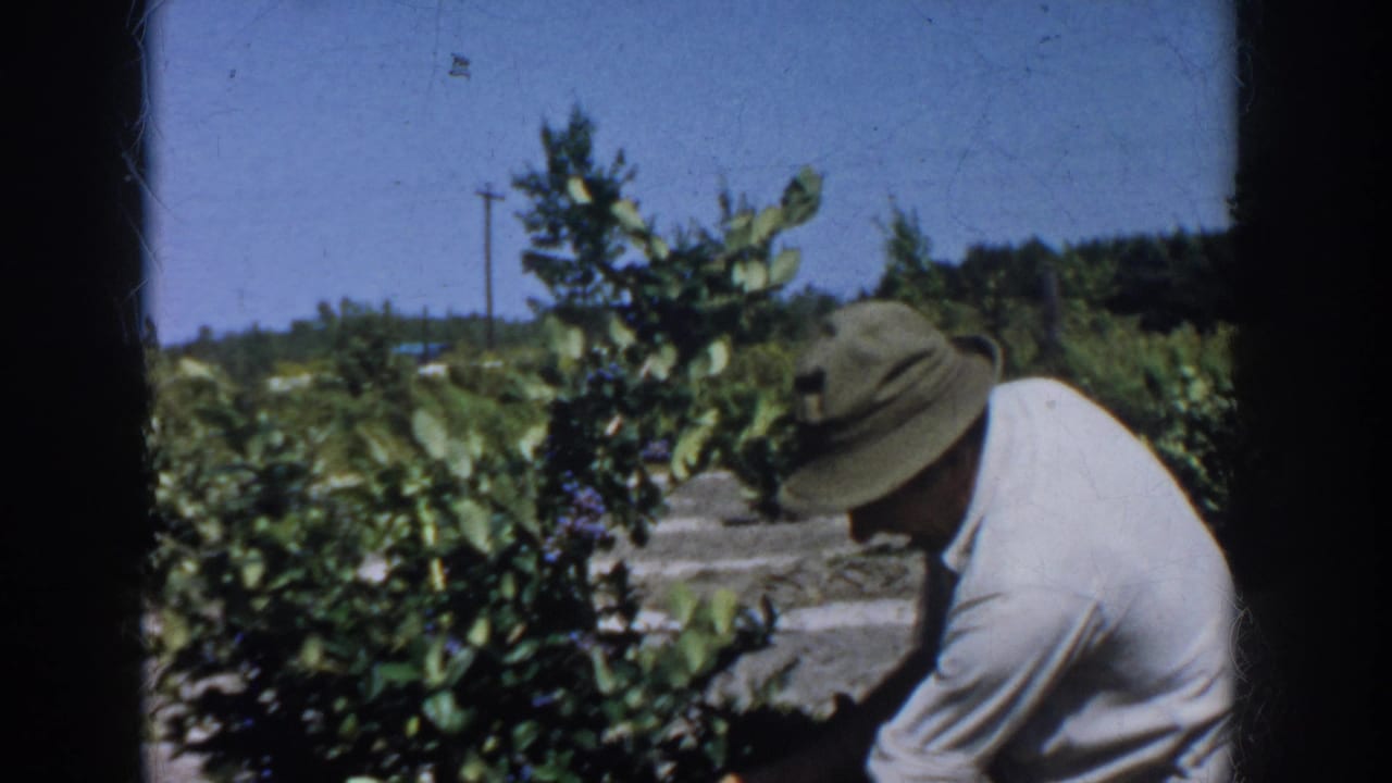 1958 Michigan home-movie frame showing a man in a hat and light shirt bending beside blueberry bushes under a clear sky.