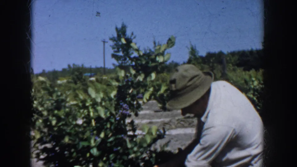 1958 Michigan home-movie frame showing a man in a hat and light shirt bending beside blueberry bushes under a clear sky.