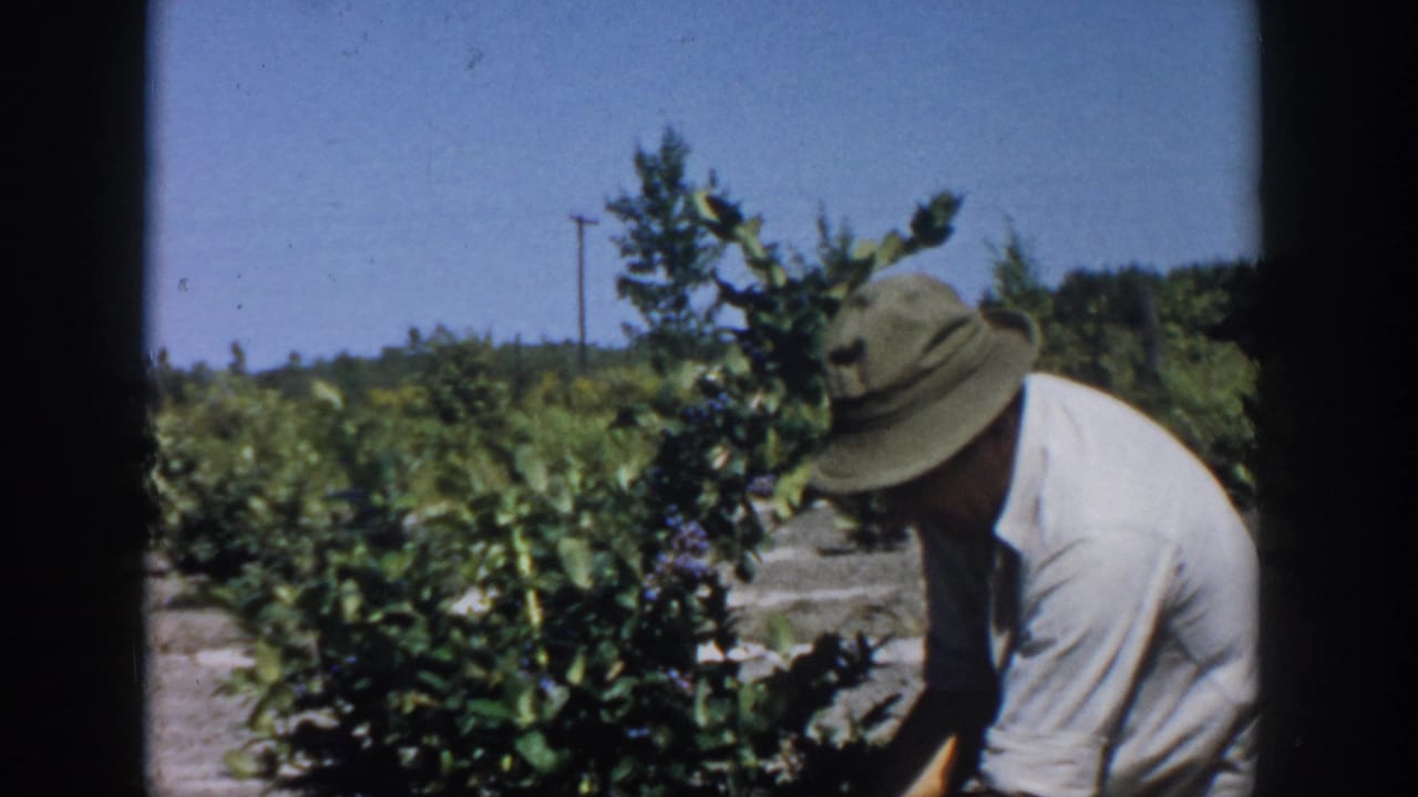 Man in hat leans into a row of blueberry bushes with open field behind him.
