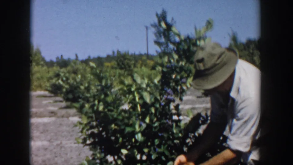 Home-movie frame from Michigan in 1958 showing a man bending near blueberry bushes, with dry ground, sky, and distant trees visible.