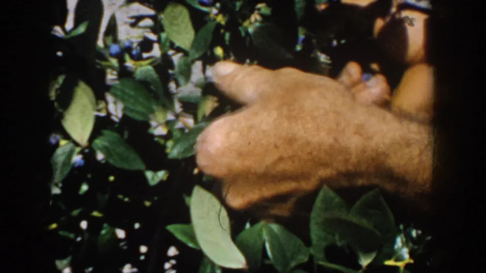 Close 1958 Michigan home-movie detail of hands picking among green blueberry leaves and dark berries.