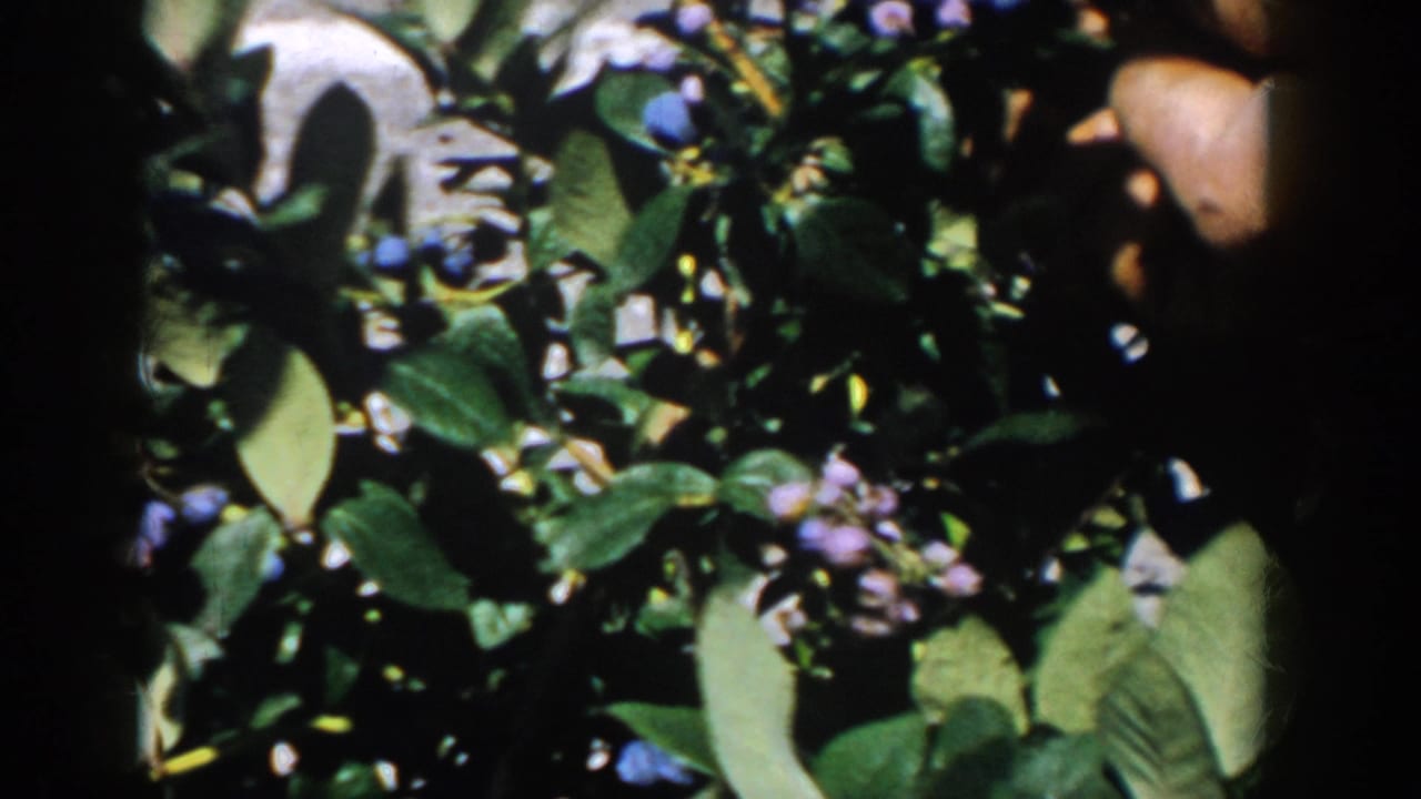 Close-up from 1958 Michigan 8mm footage showing hands picking blueberries among green leaves and blue-purple fruit clusters.