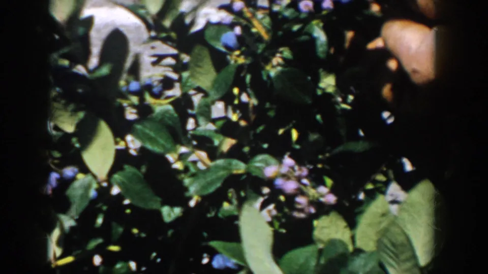 Close-up from 1958 Michigan 8mm footage showing hands picking blueberries among green leaves and blue-purple fruit clusters.