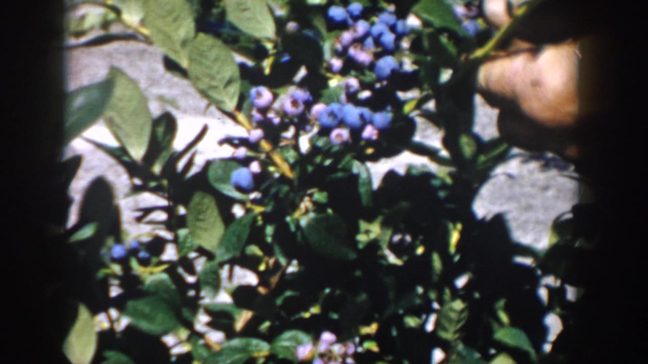 Close view of blueberry clusters, leaves, and a hand partly visible near the top edge.