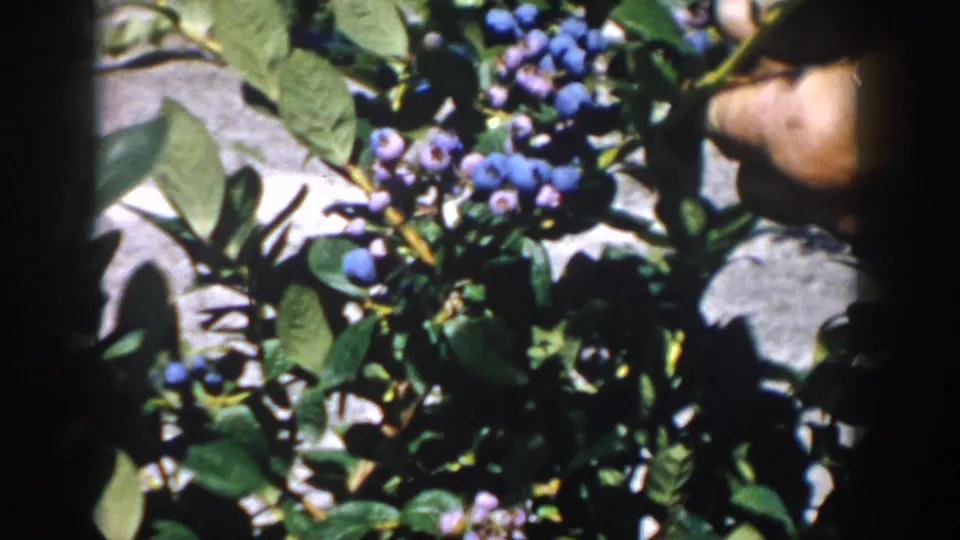 Blueberry clusters and green foliage fill the frame, with a picker’s hand partly visible in the 1958 Michigan home-movie shot.