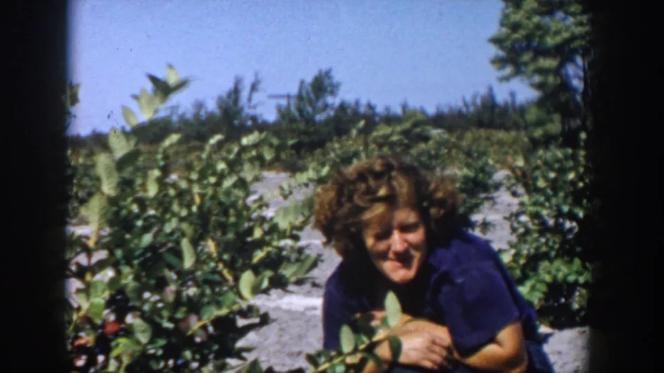A woman in a blue shirt crouches beside blueberry bushes in a sunlit Michigan outdoor setting, seen in 1958 8mm home-movie footage.