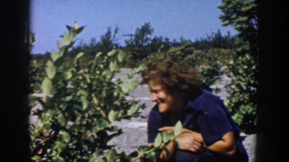 1958 Michigan 8mm frame of a curly-haired woman in a blue shirt crouching beside blueberry plants in a sunlit field.