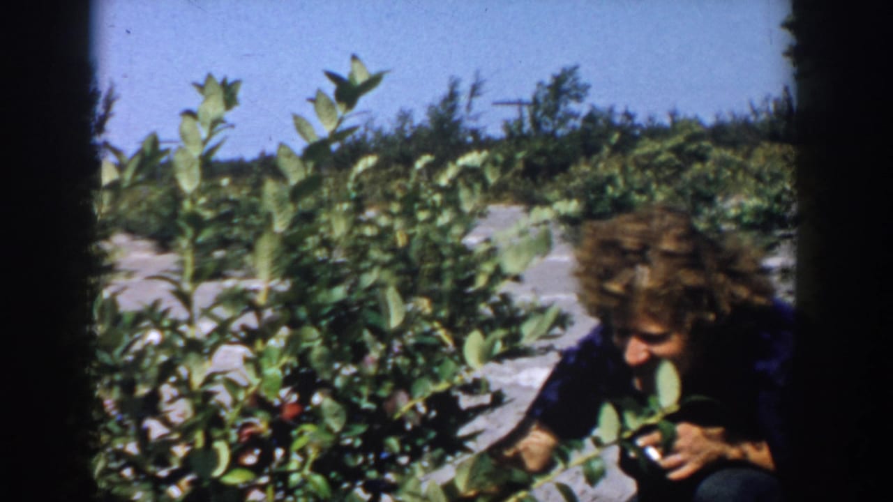1958 Michigan home-movie frame showing a woman crouched in a blueberry row, looking down at foliage and fruit.