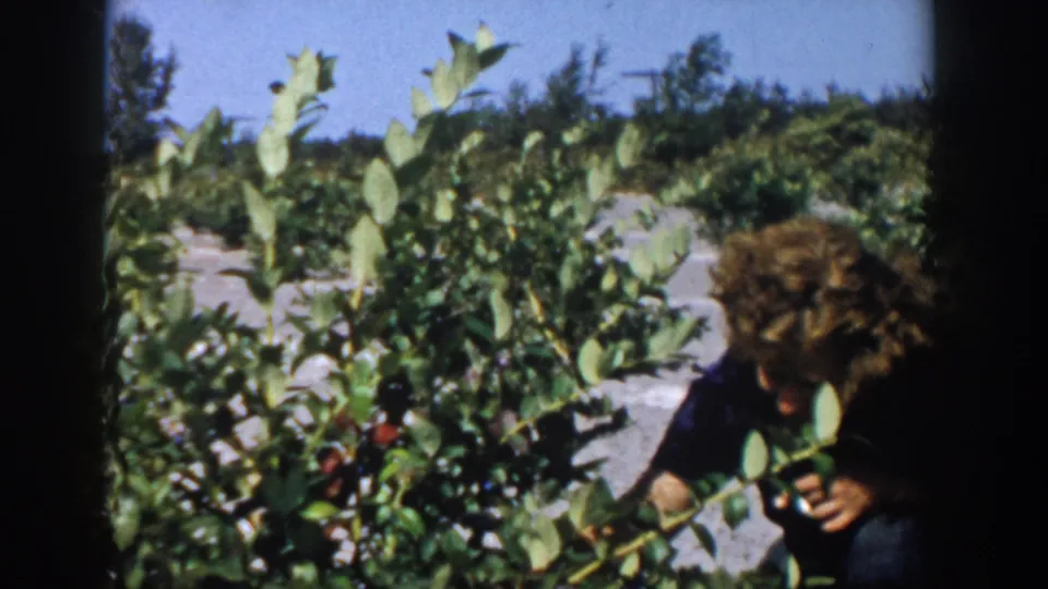 Soft 8mm frame from 1958 Michigan with a woman crouched low among blueberry plants, partly hidden by leaves.
