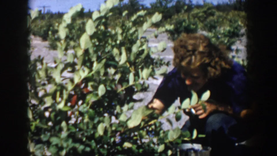 1958 Michigan 8mm still of a woman in a blue shirt crouching beside leafy blueberry plants in strong sunlight.