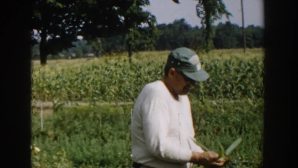 1958 Michigan home-movie frame of a man looking down at long green leaves or produce in a vegetable garden near a cornfield.