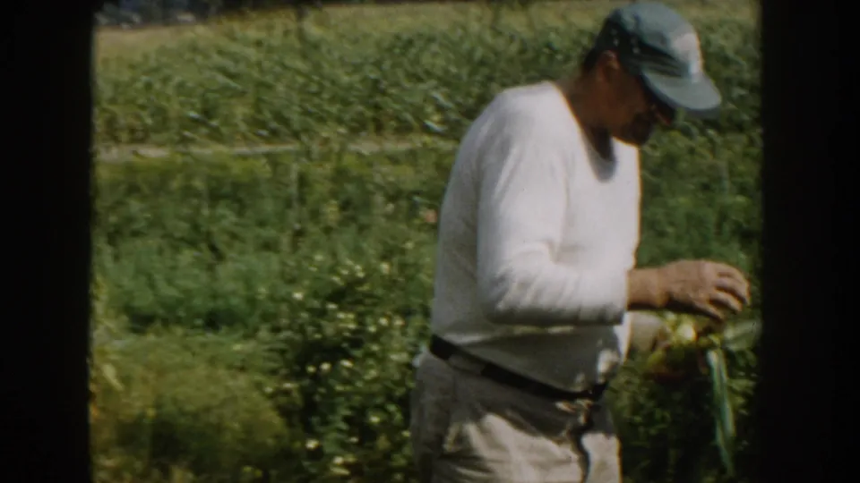 1958 Michigan 8mm frame showing a man leaning over garden plants as he appears to inspect or handle produce, with corn rows behind him.