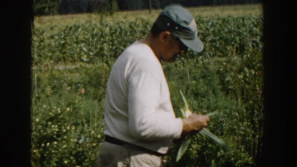 1958 Michigan home-movie frame of a man in profile holding long green leaves beside dense garden growth, with a cornfield beyond.