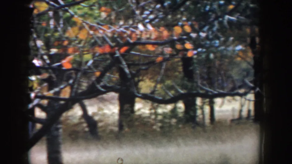 1958 Michigan autumn frame with close branches, orange leaves, tree trunks, grass, and distant fence lines.