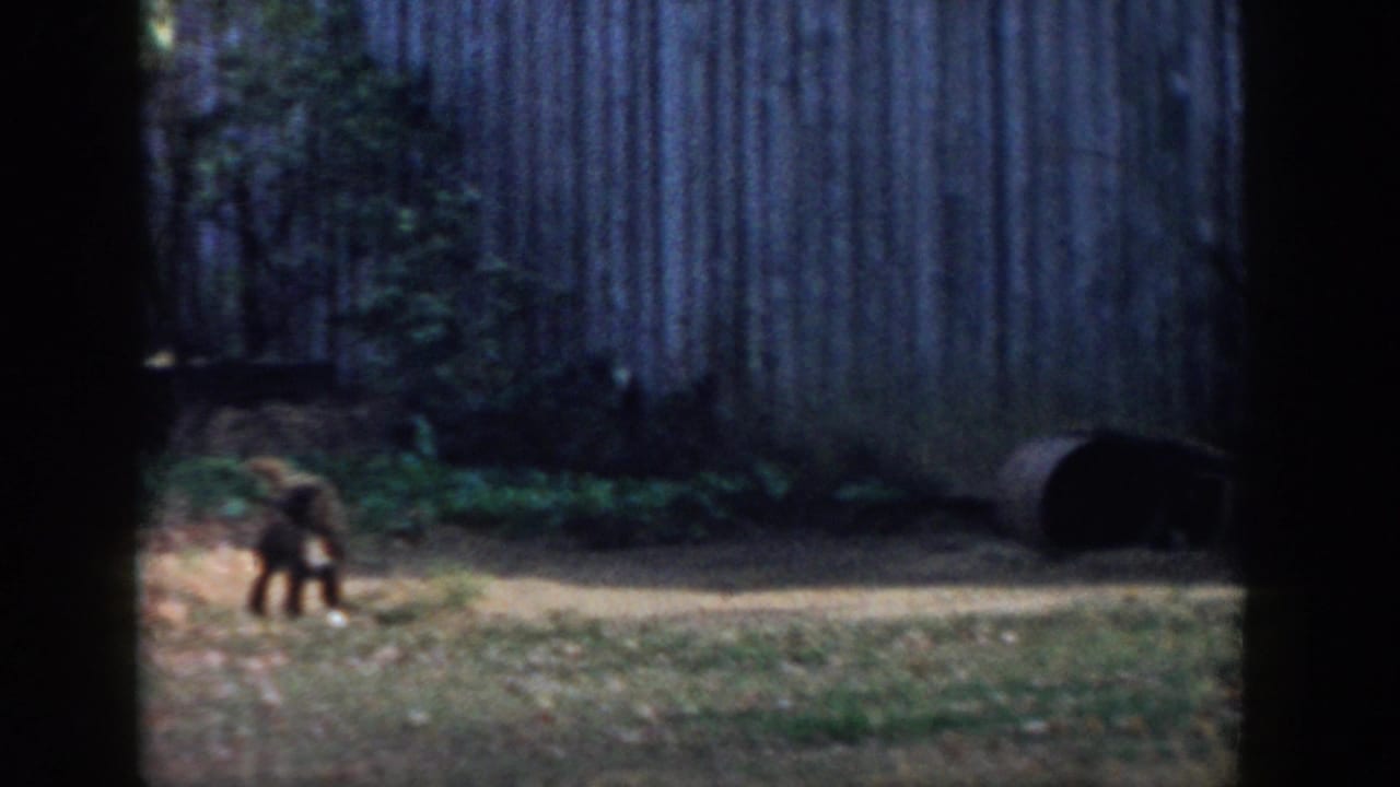 Small dog in a Michigan backyard setting, filmed from a distance near a weathered shed and fence line in 1958 home-movie footage.
