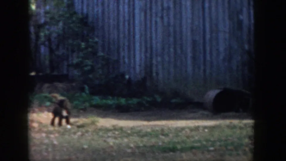 Small dog in a Michigan backyard setting, filmed from a distance near a weathered shed and fence line in 1958 home-movie footage.