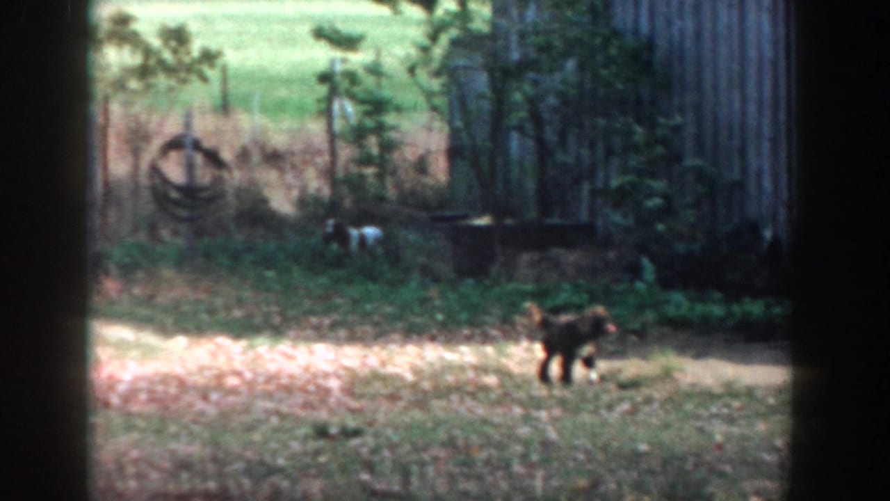 Small dog standing in a yard with sheds, trees, and garden equipment behind it.