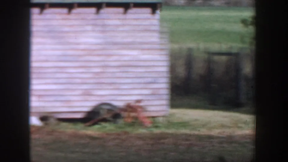The dog moves along the edge of a light-colored shed in the Michigan home-movie yard, with grass and foliage nearby.