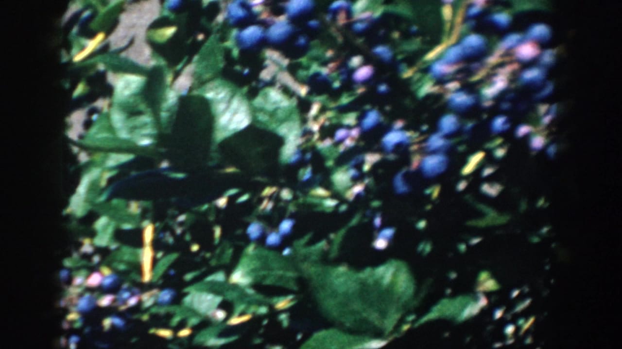 Close view of blueberry clusters and green leaves in bright sunlight.