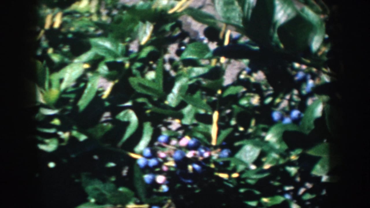 Blueberry bush leaves and berries seen through rounded dark film edges.