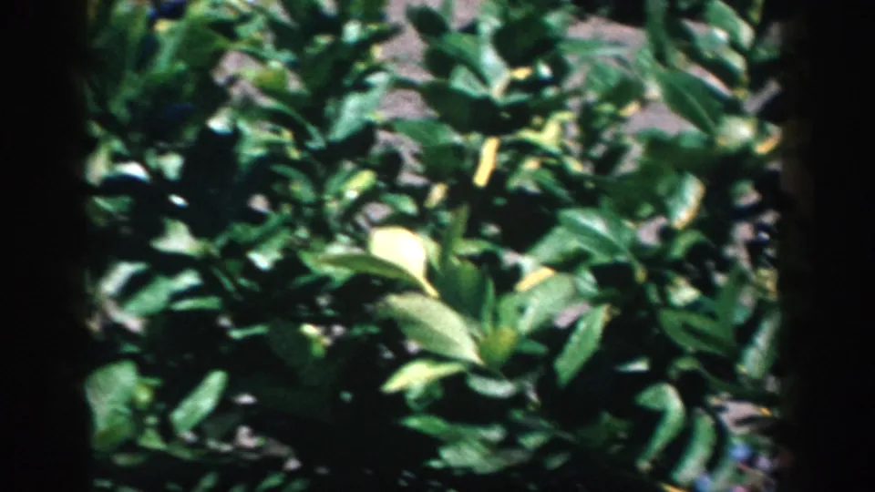 1958 Michigan home-movie frame with blueberry foliage, scattered berries, visible soil, and a dark vertical film-edge shadow.