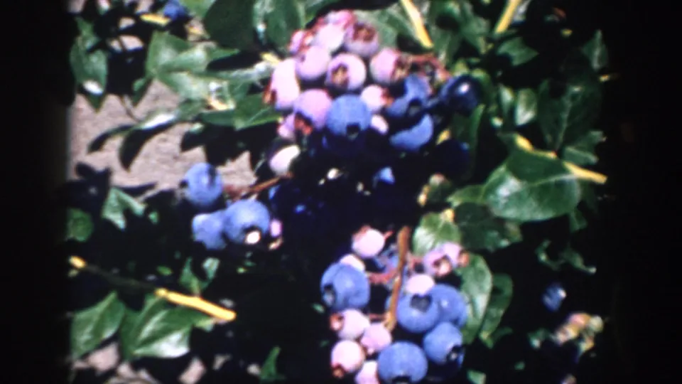 Close 8mm frame from Michigan showing ripe blue and pinkish unripe blueberries clustered among glossy leaves in direct sunlight.