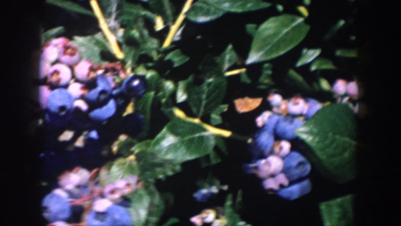 1958 Michigan 8mm frame showing ripe and pale blueberries on leafy branches in bright sun and deep shade.