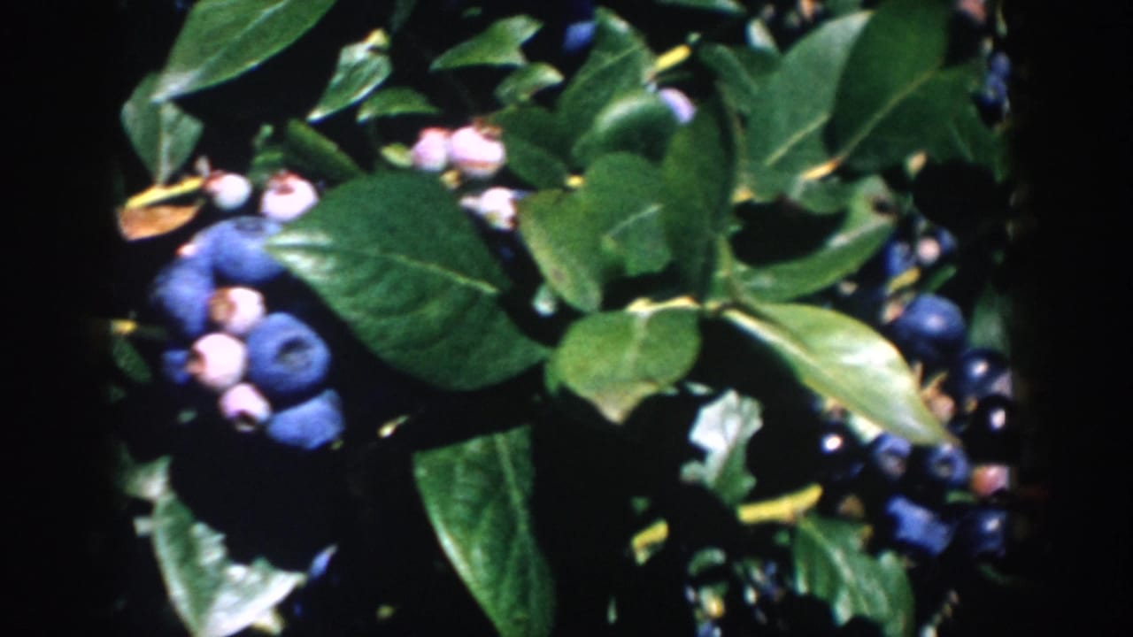 1958 Michigan 8mm close-up of blueberry branches with ripe fruit partly obscured by leaves and shadow.