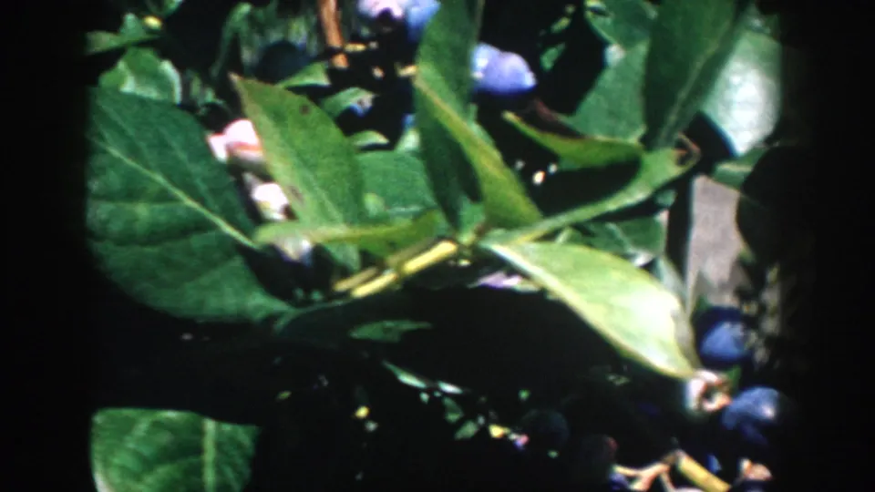 1958 Michigan 8mm frame showing blueberry leaves close to the camera with berries tucked along the lower and left edges.