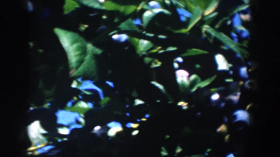 1958 Michigan 8mm frame of a blueberry bush, with scattered ripe berries visible through dark green leaves and contrasty light.