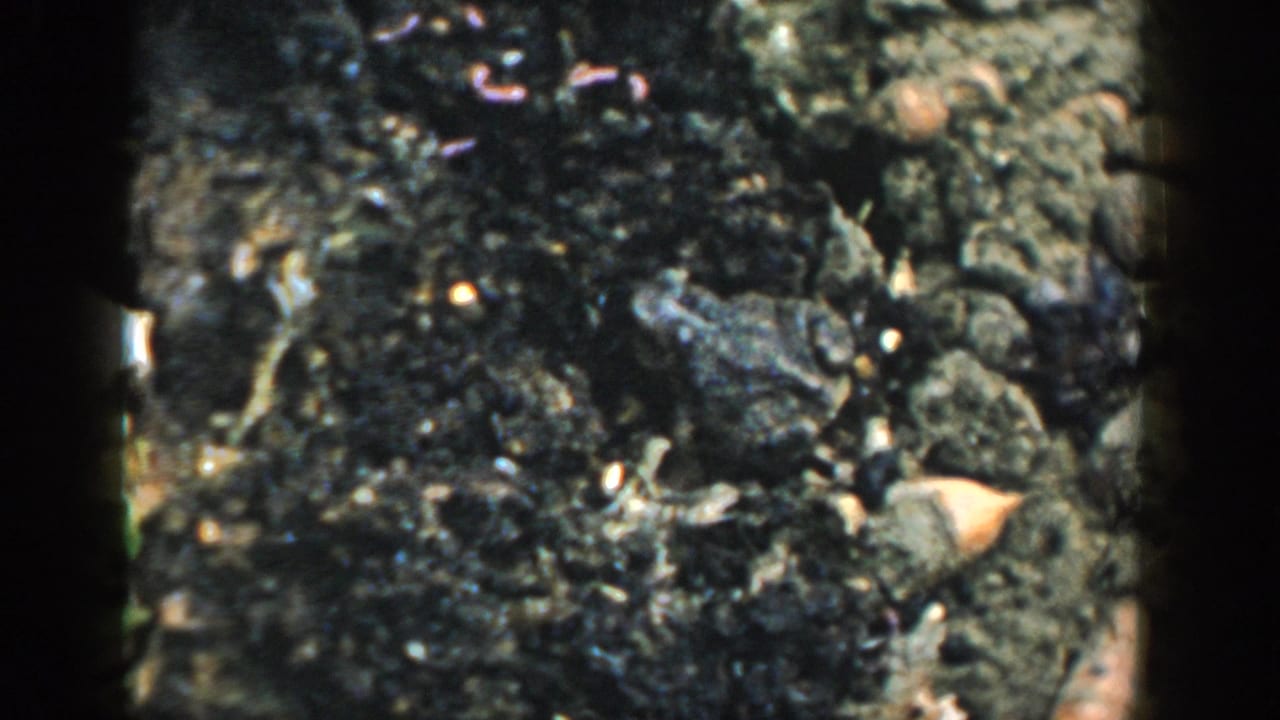 Dark garden soil with a partially visible toad camouflaged among pebbles and leaf fragments.