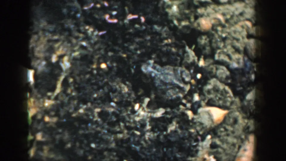 1958 Michigan 8mm frame showing a toad partly hidden in dark garden soil with stones, leaf pieces, and soft film edges.