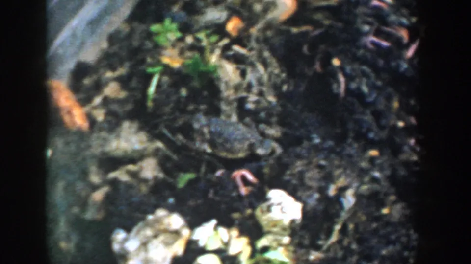 1958 Michigan garden close-up with a toad resting in dark soil beside green sprouts, pale stones, and dry leaf pieces.