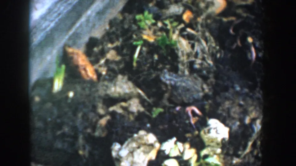 1958 Michigan 8mm close-up of a toad in a garden bed, surrounded by moist soil, a pale stone, leaves, and sprouts.