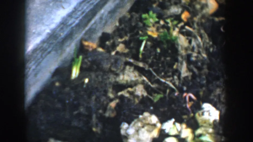 1958 Michigan frame showing the toad partly camouflaged in garden soil near a gray border, green shoots, and leaf debris.