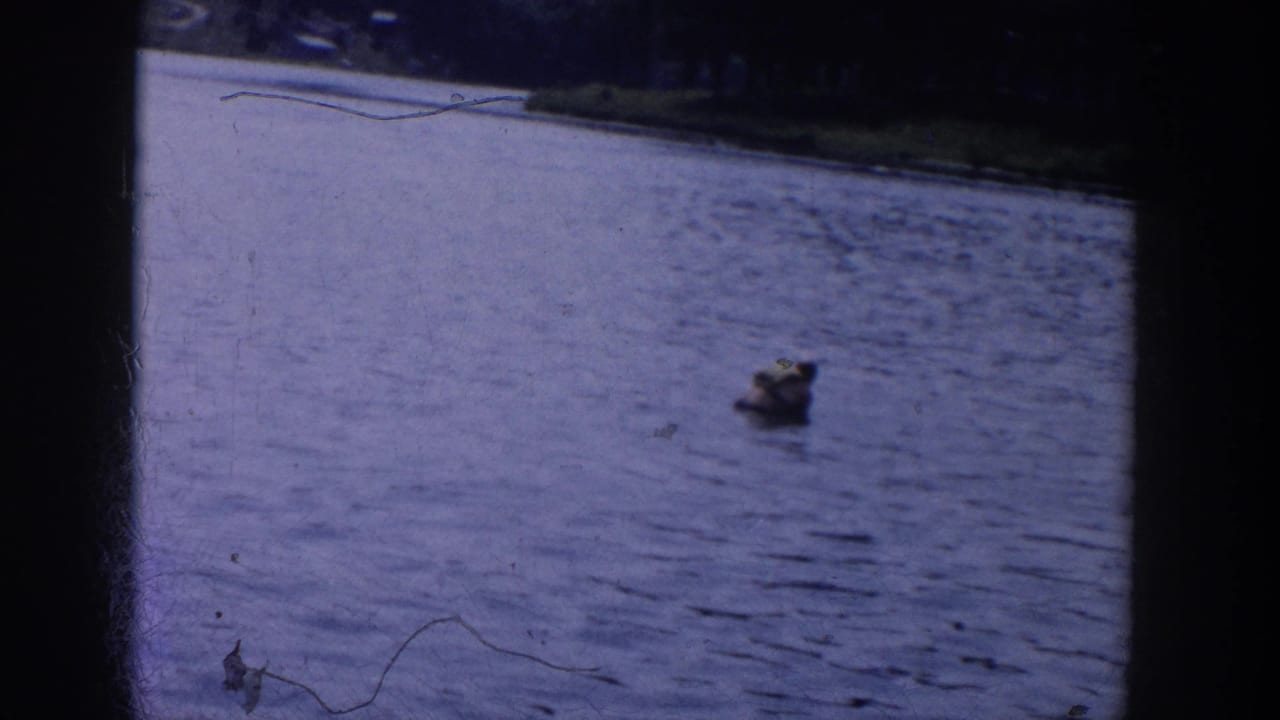 1958 Wisconsin 8mm frame showing a distant swimmer in lake water with a wooded shoreline beyond.