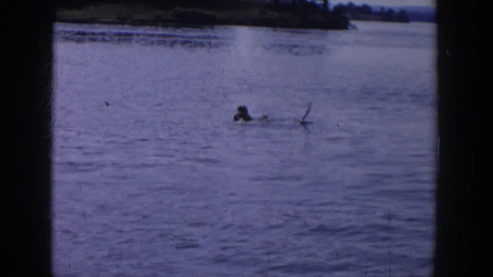 1958 Wisconsin lake frame showing a swimmer in open water, with a small branch-like object nearby.
