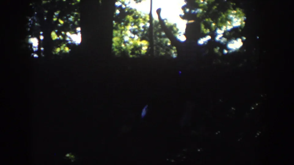 A shadowed Wisconsin woodland frame shows bright canopy light and a striped figure partly hidden among trees.
