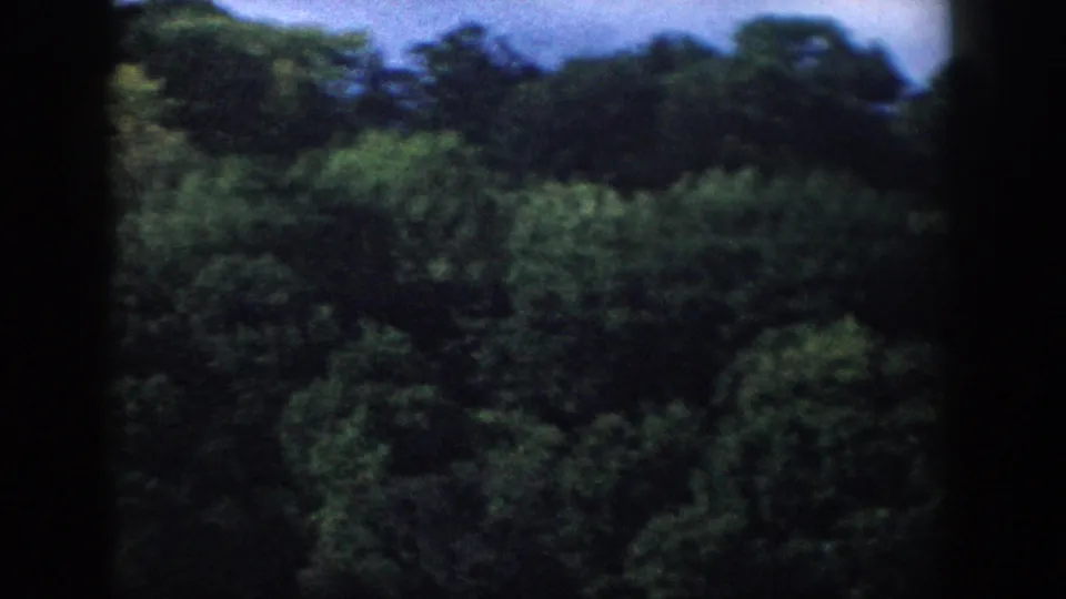Soft 8mm view of a Wisconsin wooded slope, with dense foliage and a dark vertical frame edge from the film scan.