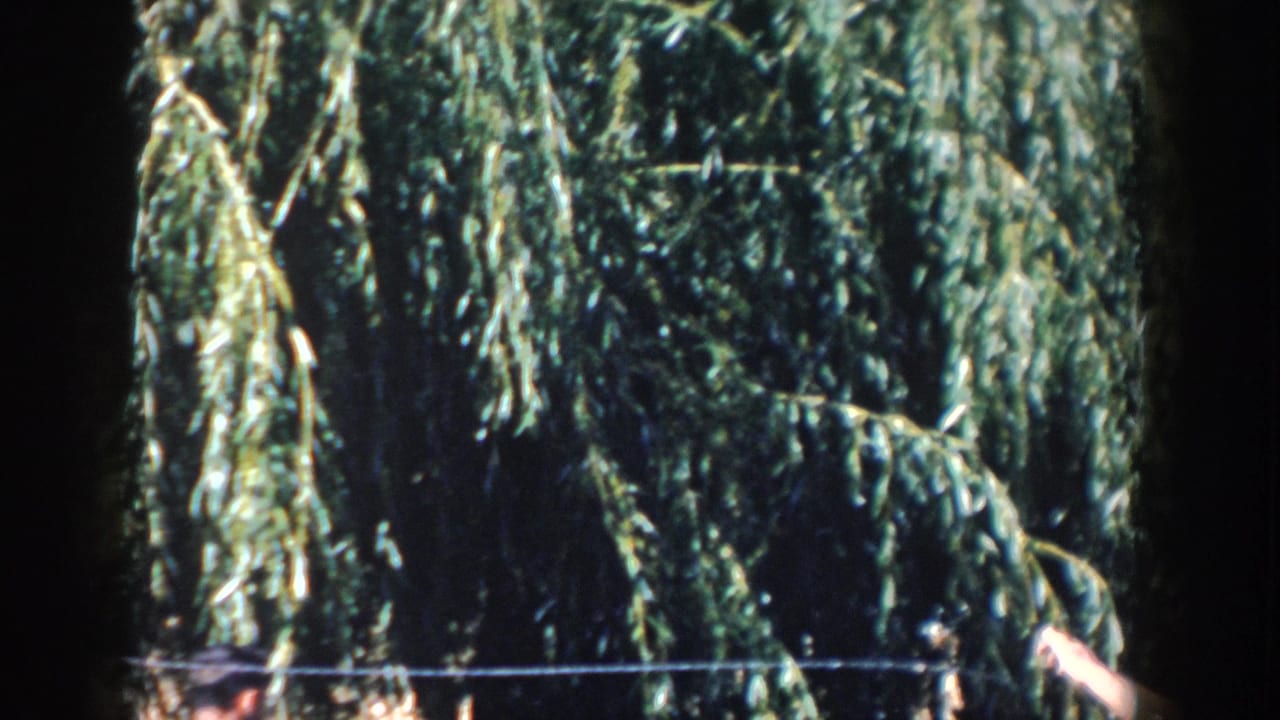 1958 Wisconsin home-movie frame showing dense willow branches, a wire fence, and partially visible adult figures near the bottom edge.