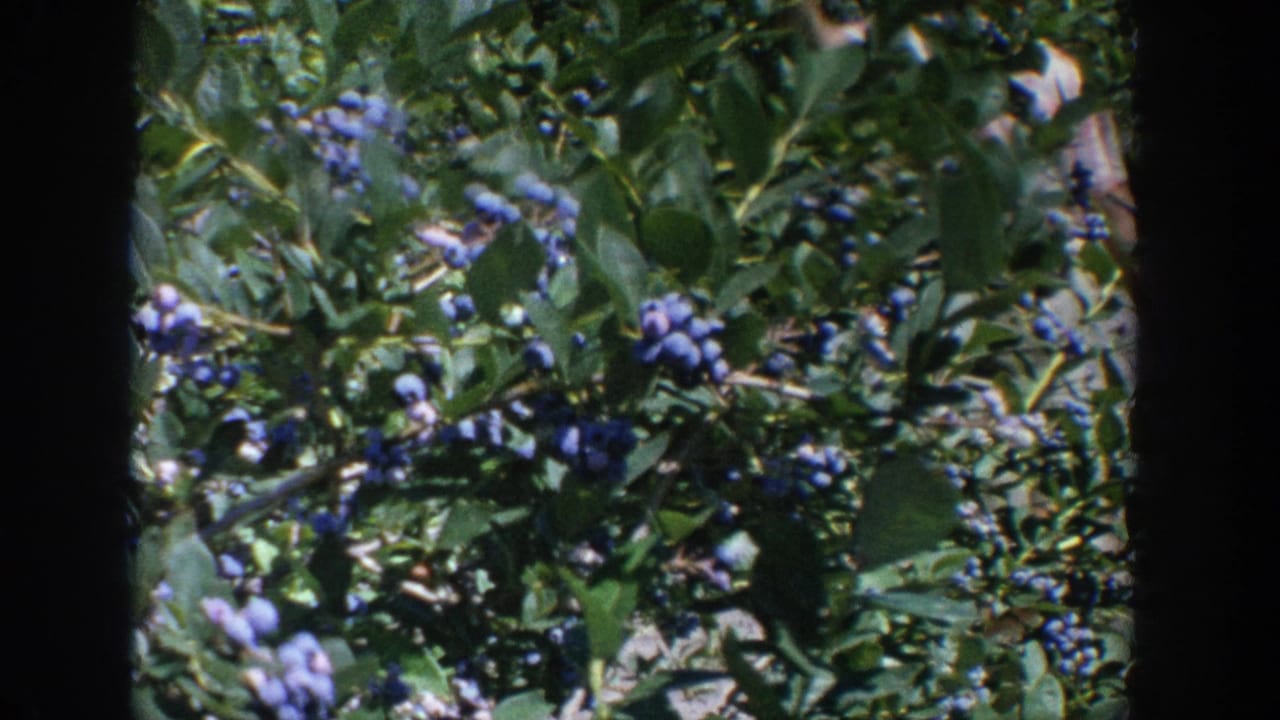 1964 Wisconsin 8mm frame showing clusters of ripe blueberries among green leaves, with dark film-frame borders.