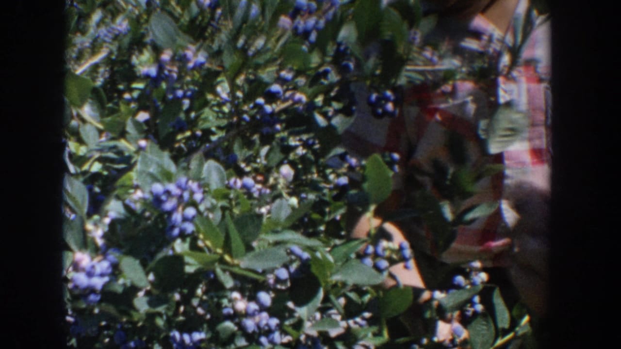 Hands reach into blueberry bushes near a red-and-white checkered shirt.