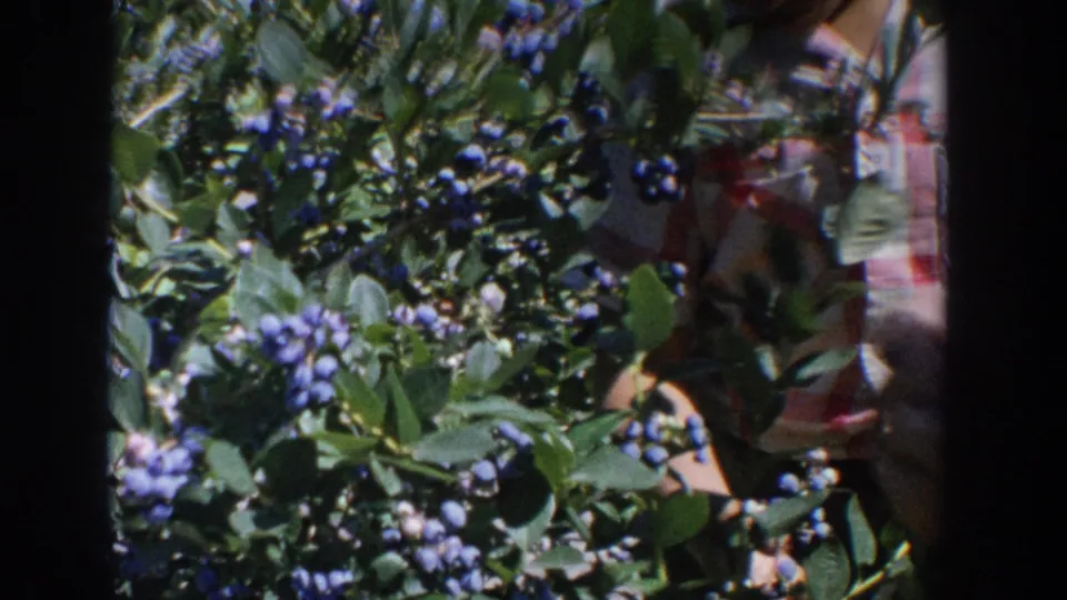 Hands pick through blueberry branches in a 1964 Wisconsin home-movie frame, with a red-and-white checkered shirt partly visible.