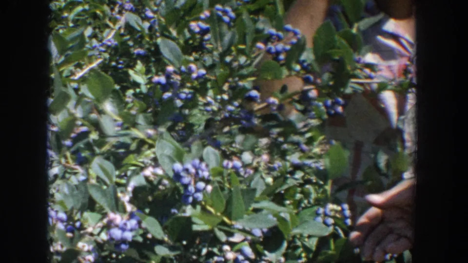 Blueberry clusters and leaves dominate the frame while a person is partially obscured behind the bush in 1964 Wisconsin footage.