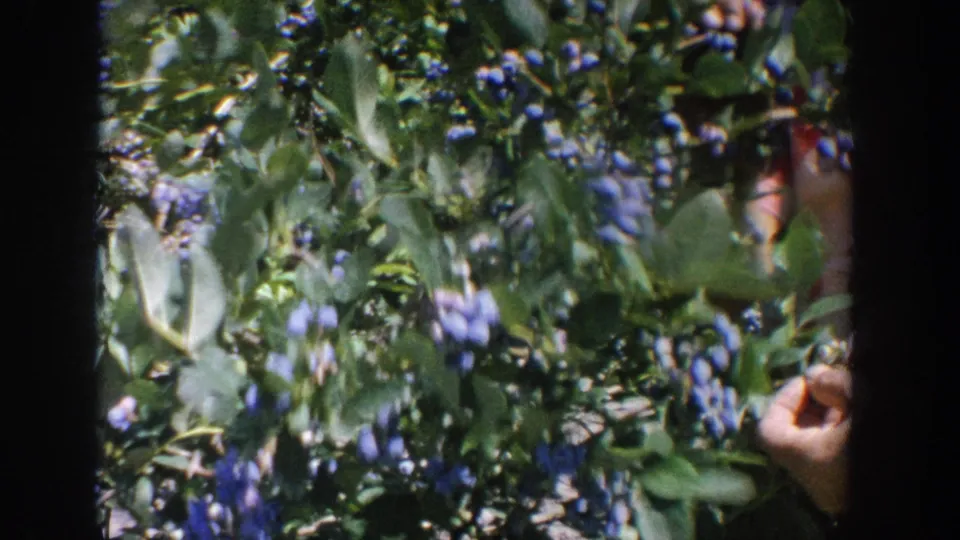 Ripe blueberries and green leaves fill the frame, with a hand entering from the side during the 1964 Wisconsin picking scene.