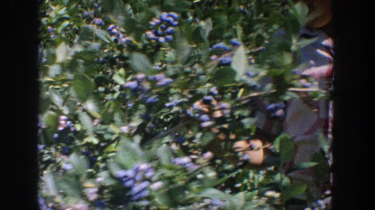 1964 Wisconsin 8mm frame of dense blueberry bushes with a partially obscured person standing among the plants.